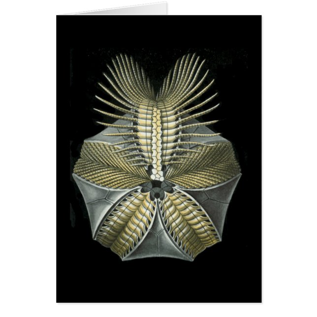 A Fossil Sea Urchin (Front)