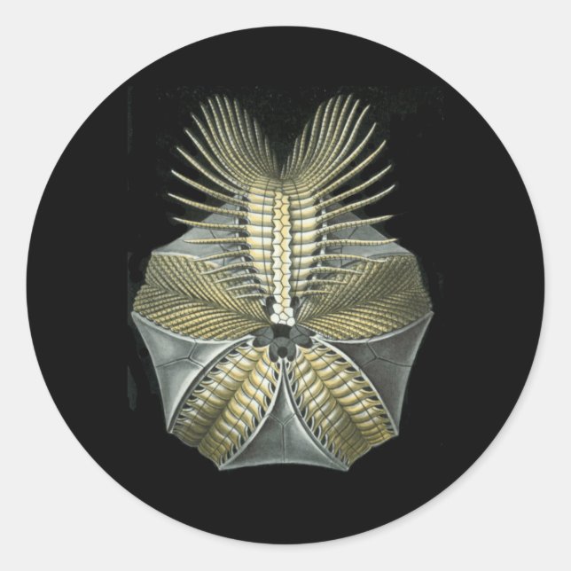 A Fossil Sea Urchin Classic Round Sticker (Front)