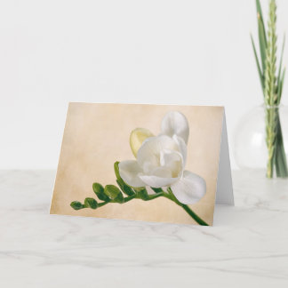 A Freesia flower card