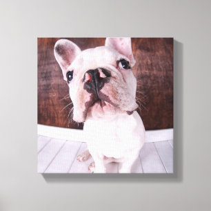 A French Bulldog Puppy Canvas Print