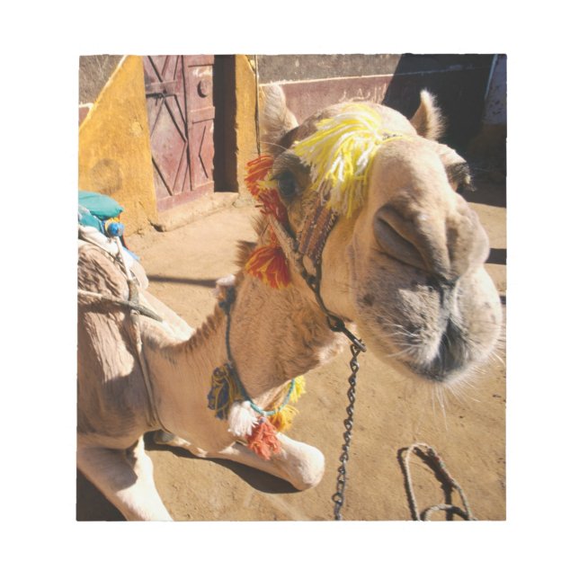 A friendly camel awaits its next rider, Cairo, Notepad (Front)