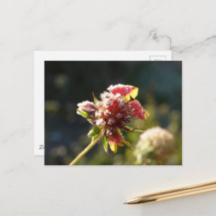 A frosty flower postcard