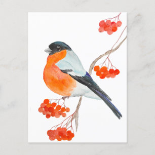 A funny bullfinch on a rowan tree branch postcard