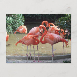 A Gaggle Of Flamingos Postcard