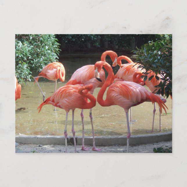 A Gaggle Of Flamingos Postcard (Front)
