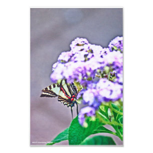 A Game of Hide and Seek Photo Print