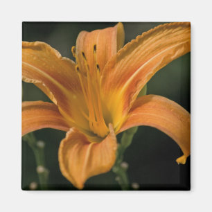 A Garden Delight Magnet