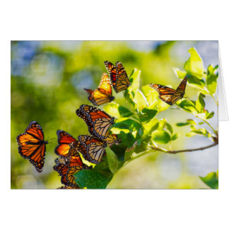 A Gathering of Monarch Butterflies