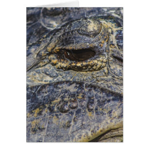 A Gator's Eye