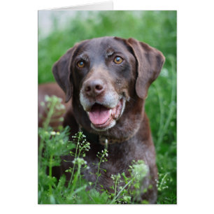 A German Shorthaired Pointer dog in the grass