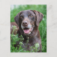 A German Shorthaired Pointer dog in the grass
