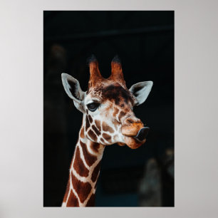 A GIRAFFE AT CALGARY ZOO POKING HIS TONGUE OUT POSTER
