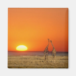A Giraffe couple walks into the sunset, in Magnet