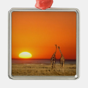 A Giraffe couple walks into the sunset, in Metal Ornament