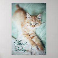 A Golden Colour Kitten Lying Down