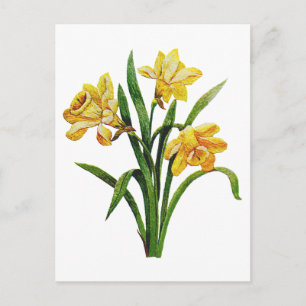 A Golden Host of Embroidered Daffodils Postcard