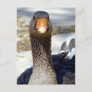 A Goose in the Park Postcard
