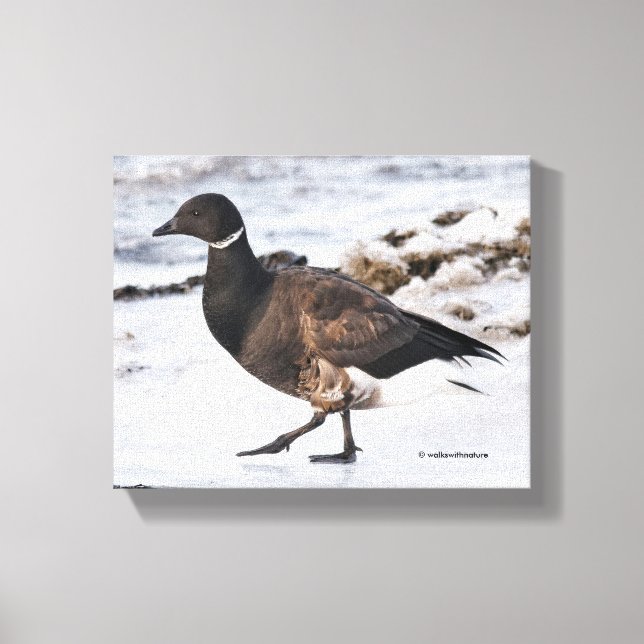 A Goosesteppin' Brant Canvas Print (Front)
