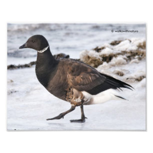 A Goosesteppin' Brant Photo Print