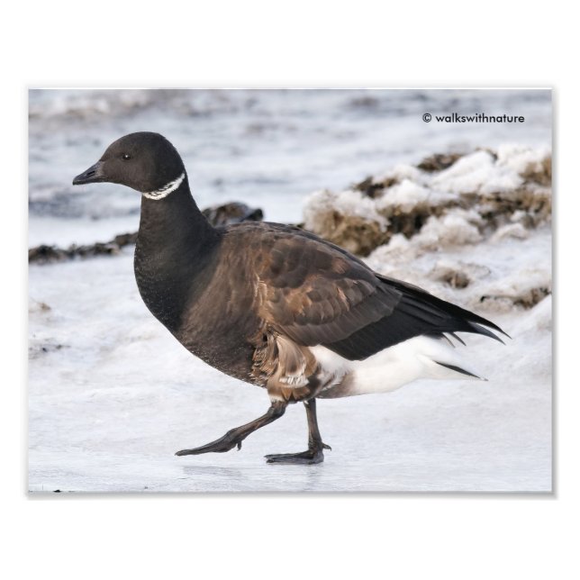 A Goosesteppin' Brant Photo Print (Front)