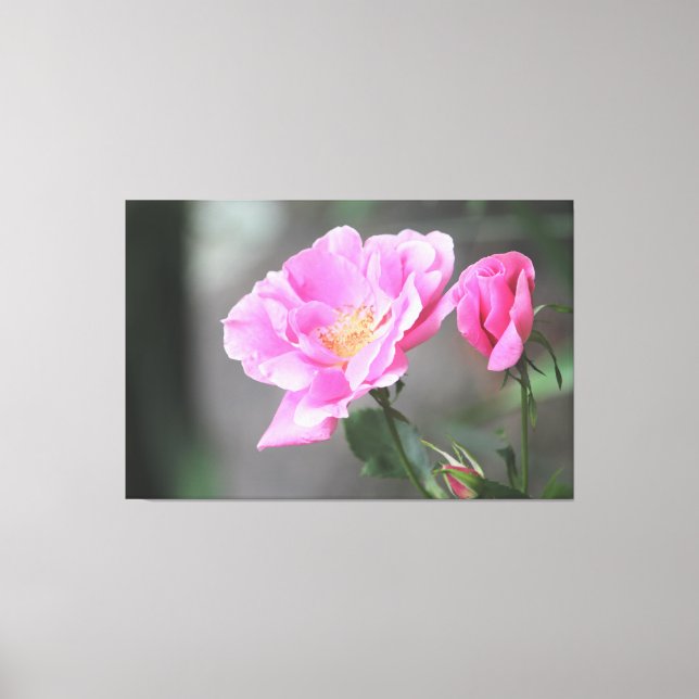 A Gorgeous Pink Rose Canvas Print (Front)
