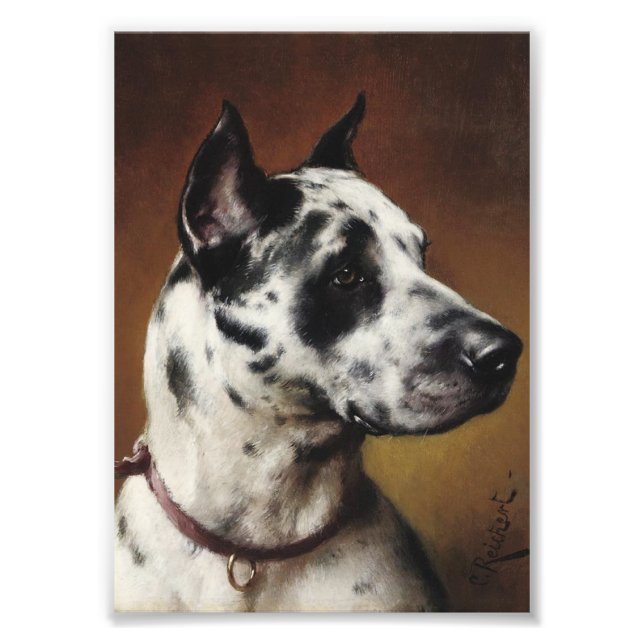 A Great Dane Photo Print (Front)