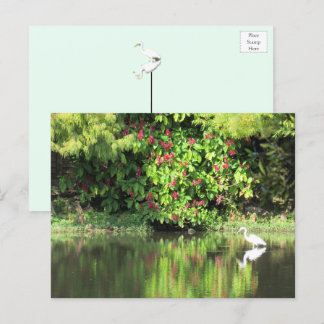 A Great Egret Fishing in the Swamp Holiday Postcard