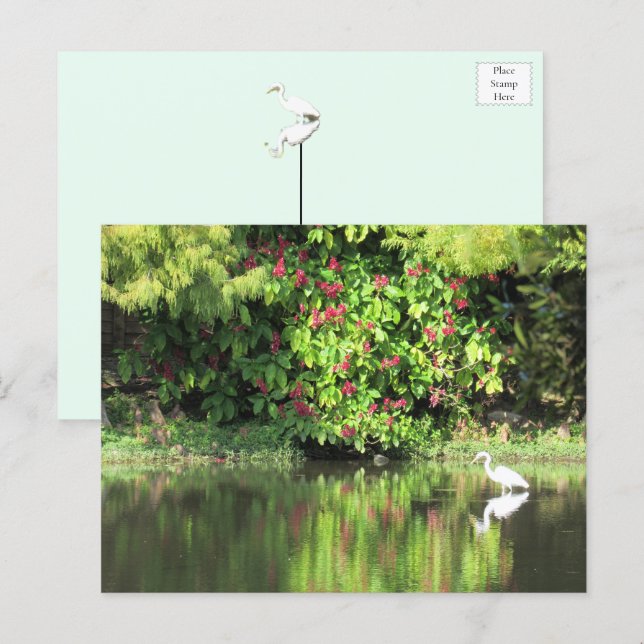 A Great Egret Fishing in the Swamp Holiday Postcard (Front/Back)