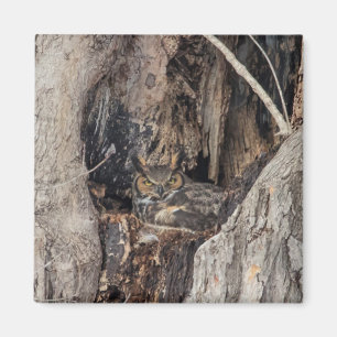 A Great Horned Owl blending in Magnet