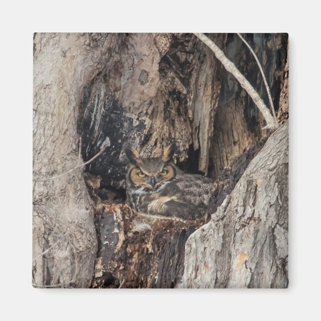 A Great Horned Owl blending in Magnet (Front)