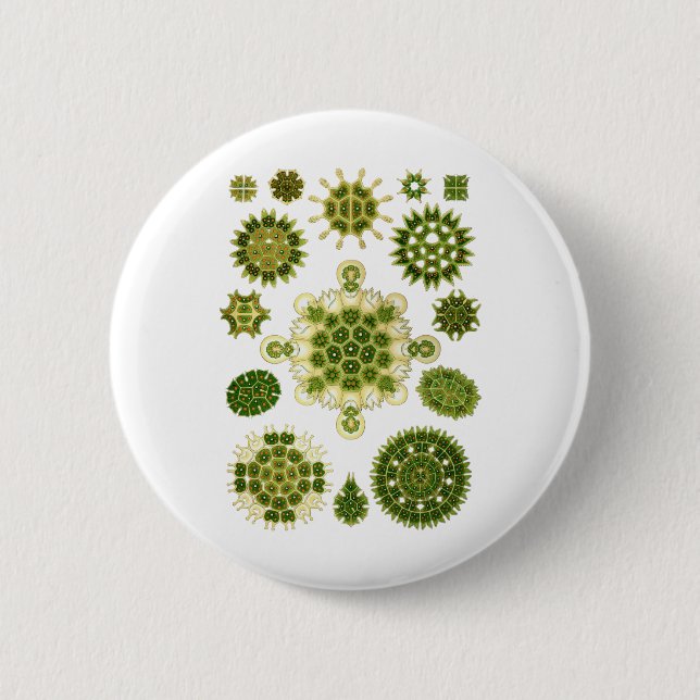 A Green Algae 2 Inch Round Button (Front)