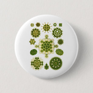 A Green Algae 2 Inch Round Button