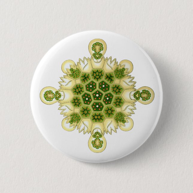 A Green Algae 2 Inch Round Button (Front)