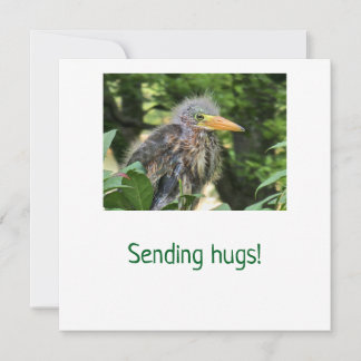 A green heron holiday card