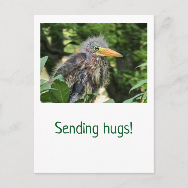A green heron holiday postcard (Front)