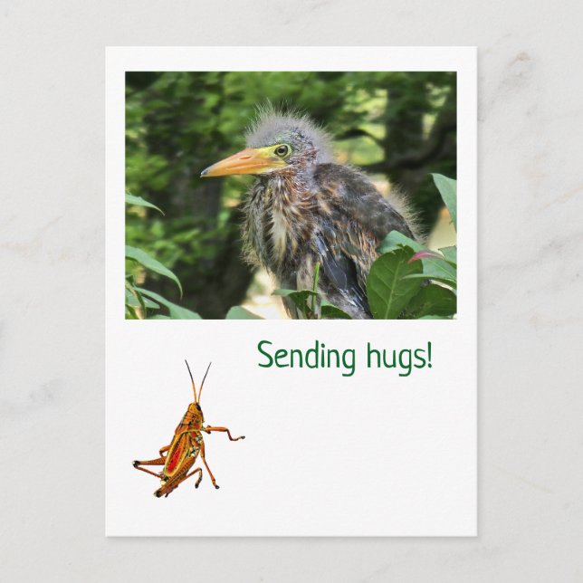 A green heron holiday postcard (Front)