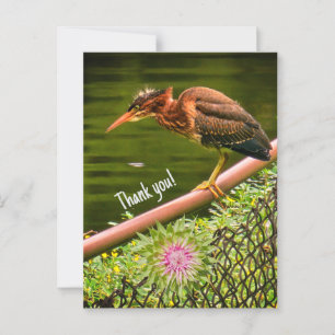 A green heron postcard