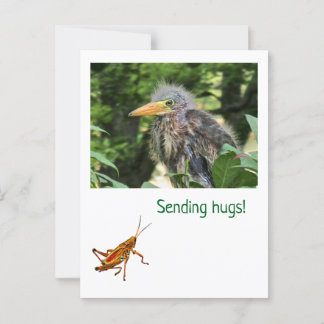 A green heron postcard