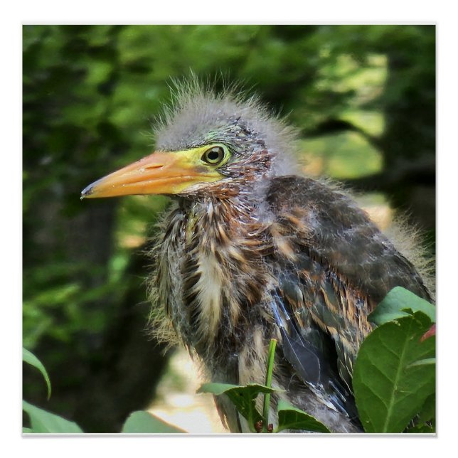 A green heron poster (Front)