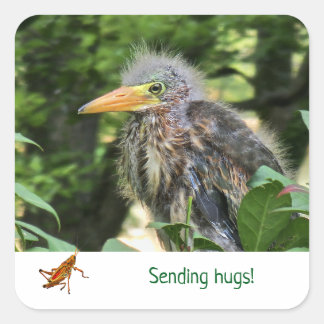 A green heron square sticker