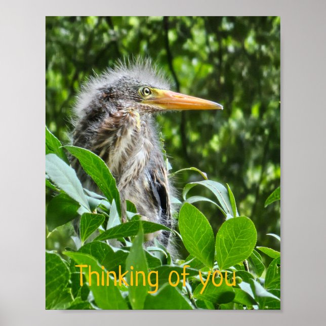 A green heron. Thinking of you Poster (Front)