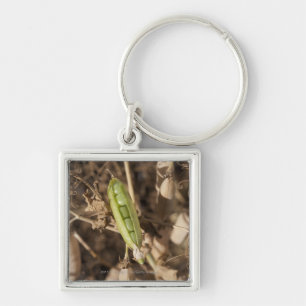 A Green Pea Pod On A Dried Pea Pod Plant Keychain