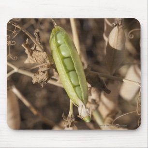 A Green Pea Pod On A Dried Pea Pod Plant Mouse Pad