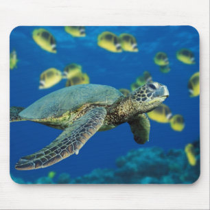 A green sea turtle swims past a school mouse pad