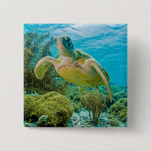 A Green Turtle On The Shallow Reefs Of Bonaire 2 Inch Square Button