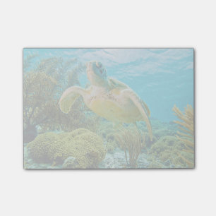 A Green Turtle On The Shallow Reefs Of Bonaire Post-it Notes