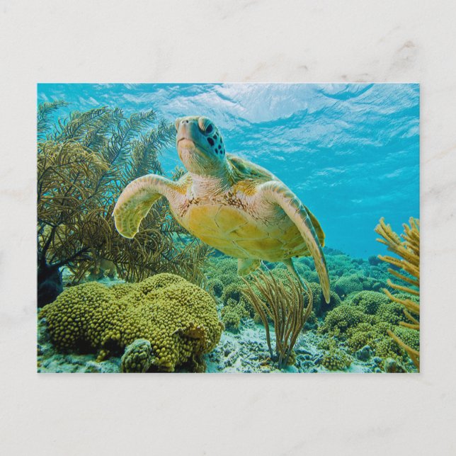 A Green Turtle On The Shallow Reefs Of Bonaire Postcard (Front)