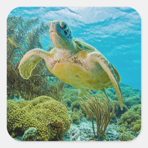 A Green Turtle On The Shallow Reefs Of Bonaire Square Sticker