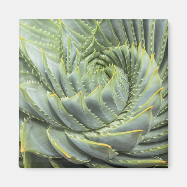 A Green & White Succulent Magnet (Front)