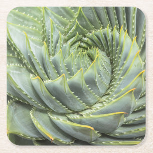 A Green & White Succulent Square Paper Coaster